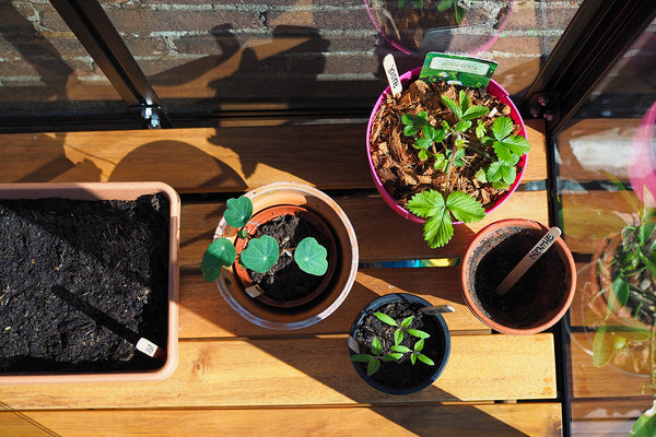 Mon premier potager : 5 plantes comestibles à cultiver avec les petits